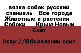 вязка собак русский спаниель - Все города Животные и растения » Собаки   . Крым,Новый Свет